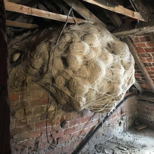 Man Thinks He Found “Hornets” Nest In Attic – Turns Pale When He Realizes What’s Inside