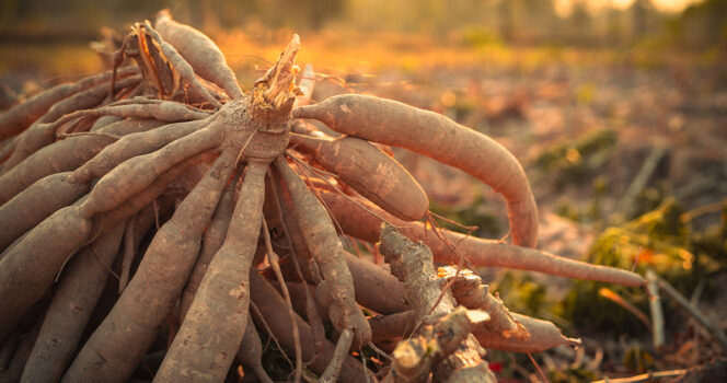 World’s ‘deadliest food’ kills 200 each year.