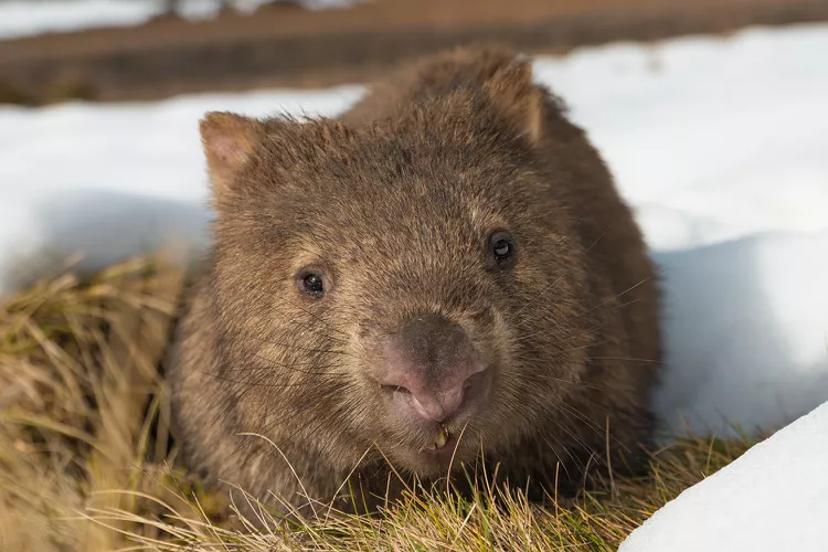 Influencer Who Stole a Screaming Baby Wombat from Its Mom Leaves Australia After Facing Backlash