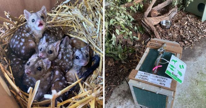 Gang finds unusually spiky creatures in nest