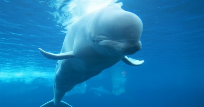 Beluga whale mimics human speech in creepy audio…