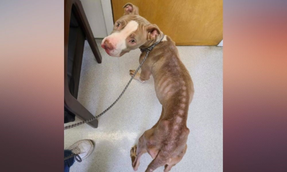 “Near-Death and Just Skin and Bones, a Dog Discovers an Unlikely Protector—What Unfolds Next Will Leave You Incomplete” (video)