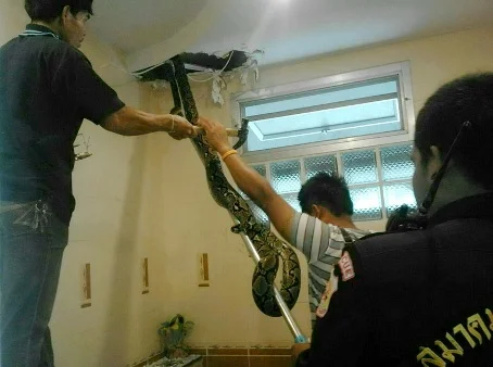 Shocking! A 3-meter long python appeared in the room.