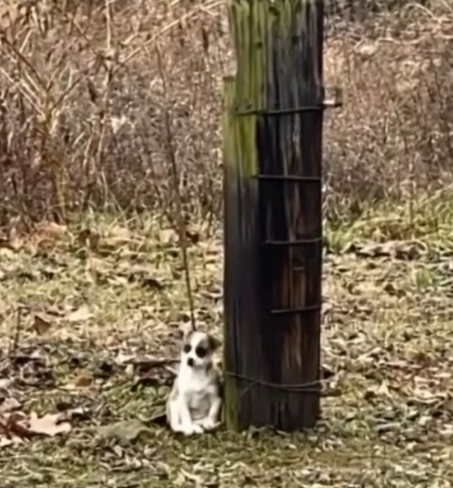 Woman finds ‘forgotten’ creature tied to a tree